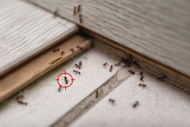 Best Flea Control Services  in Nevada, MO